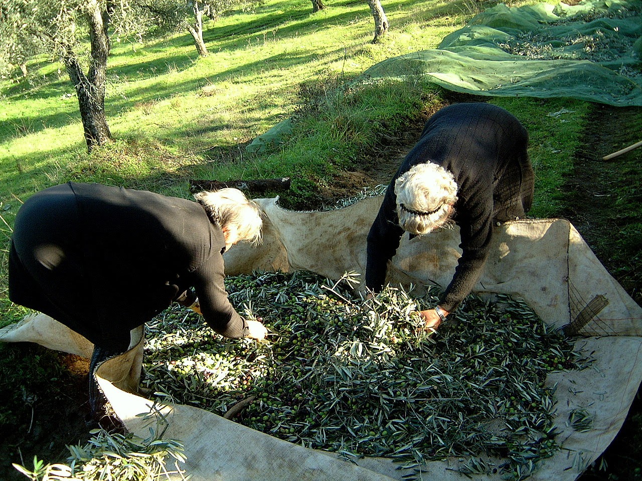 Preço do azeite vai continuar a subir num ano que será médio em termos de campanha