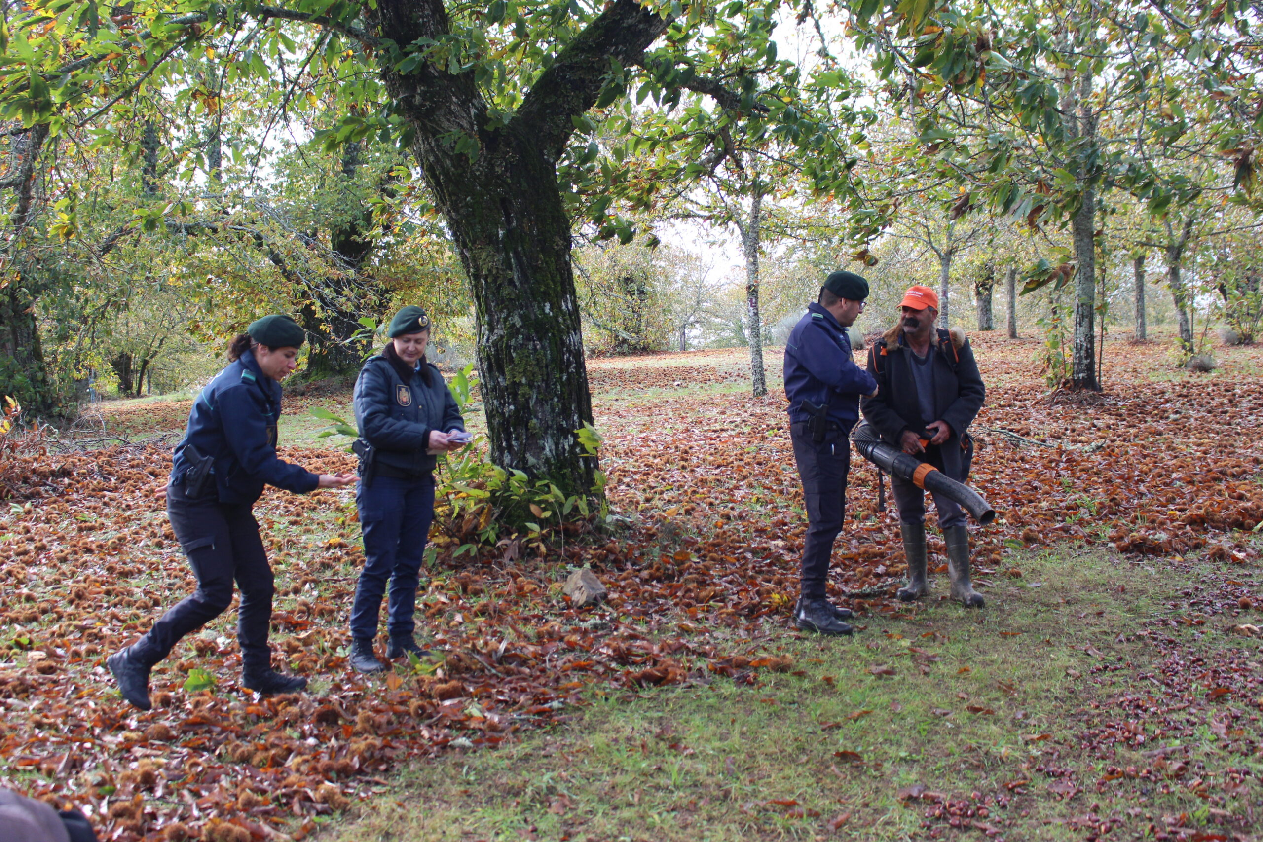 Furtos de castanhas obrigam GNR a fiscalizar soutos e produtores ficam mais descansados