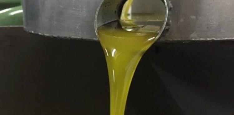 Uso indevido de marca DOP Trás-os-Montes leva associação de olivicultores a apresentar 11 queixas-crime