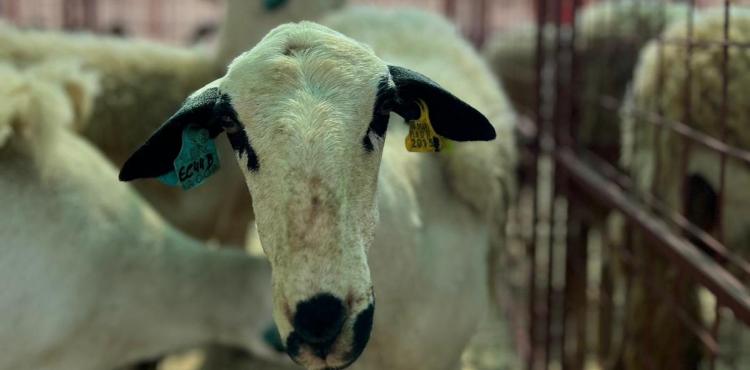 Câmara de Vila Flor vai apoiar criadores para incentivar ao crescimento dos efectivos