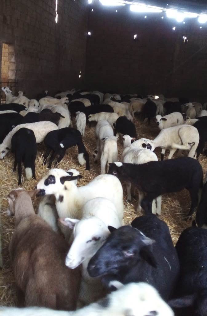 Venda de cordeiro e cabrito na Páscoa não correu como esperado para os criadores