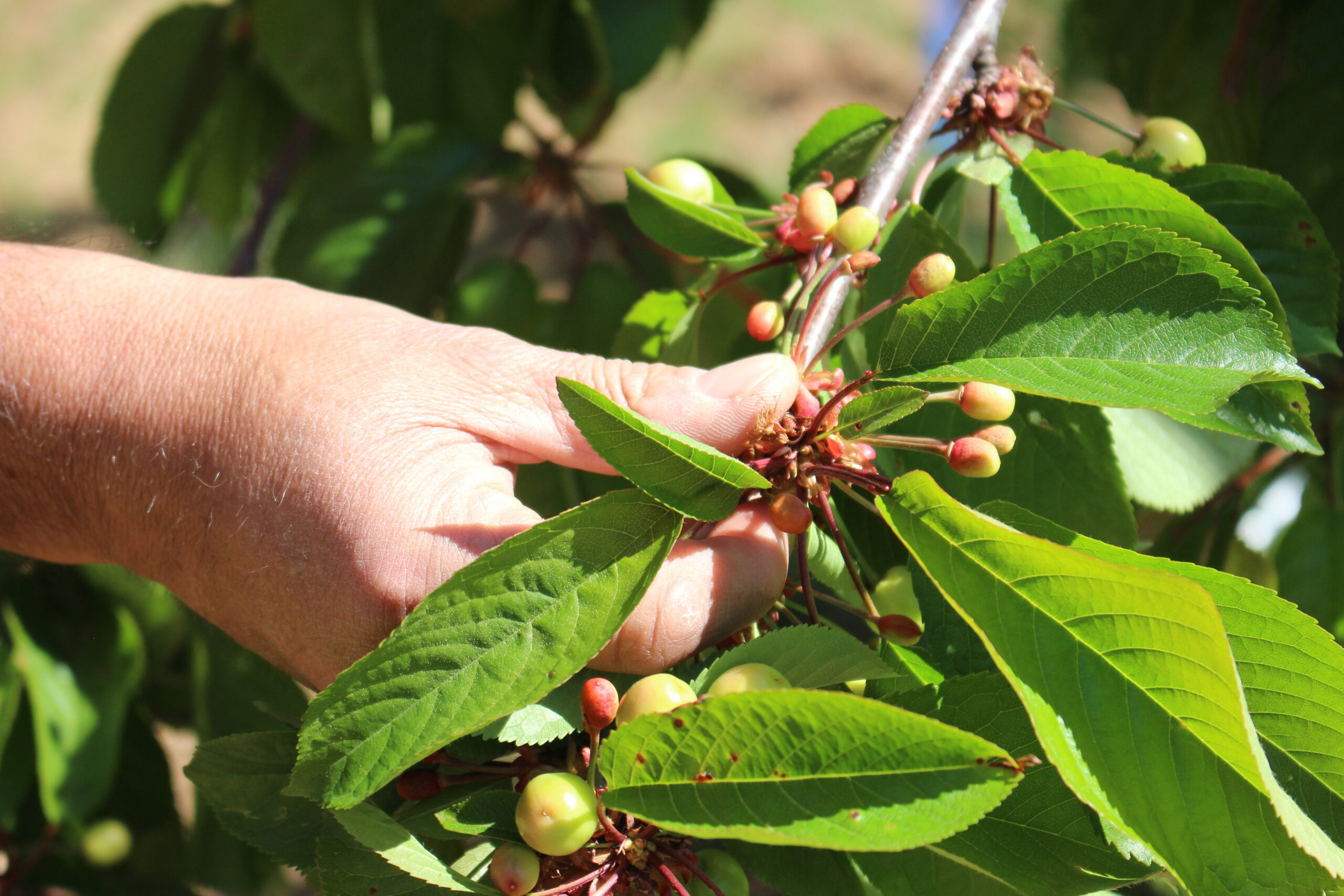 Primeira apanha da cereja “pouco animadora” com quebras que podem ser superiores a 50%