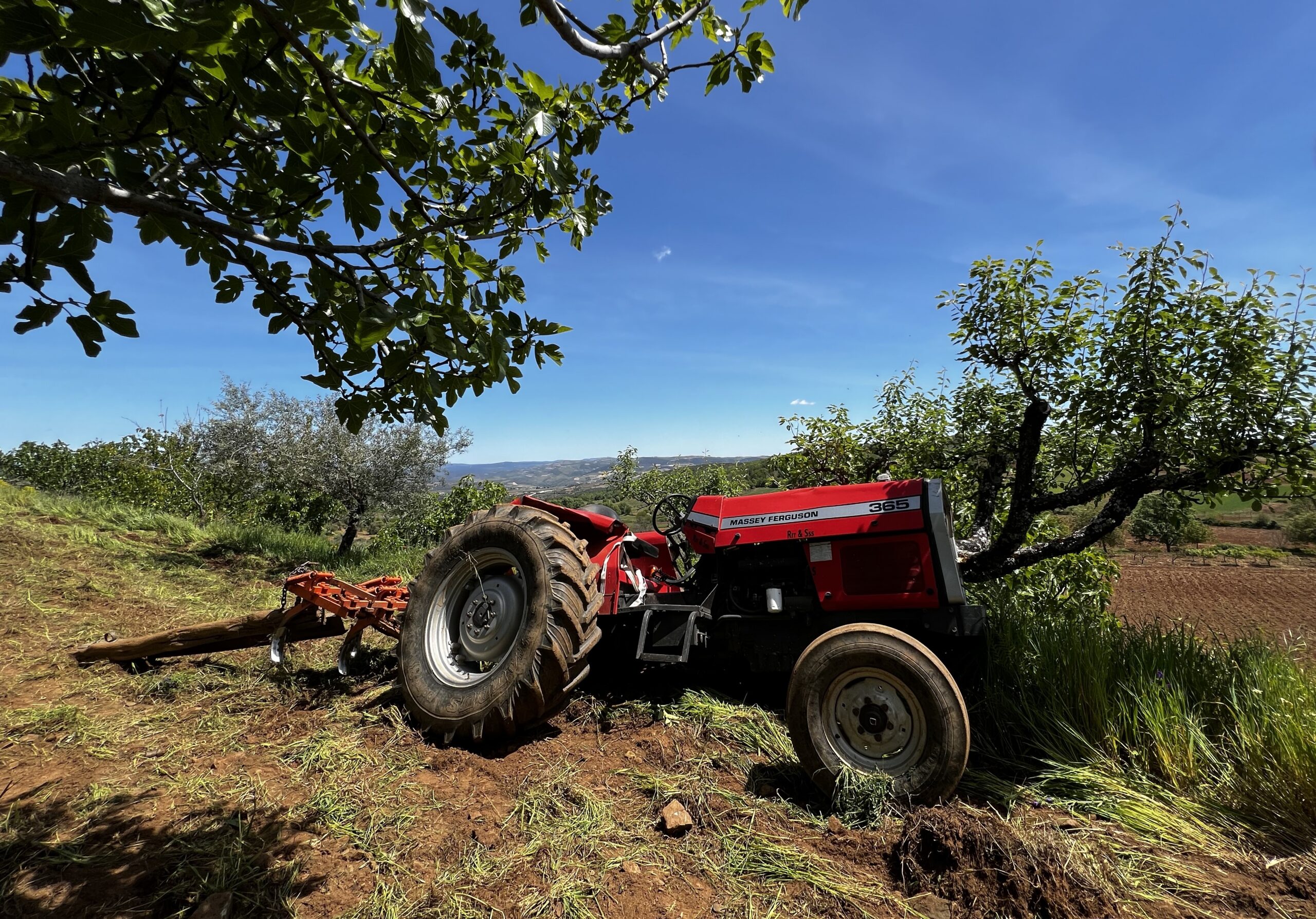 Arco de Santo António evitaria várias mortes em acidentes de tractor mas não é usado porque “estorva” em alguns trabalhos agrícolas