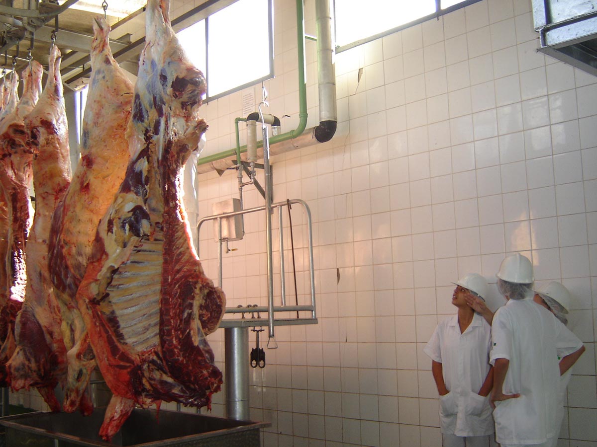 Município de Miranda avança com construção de matadouro mesmo sem financiamento