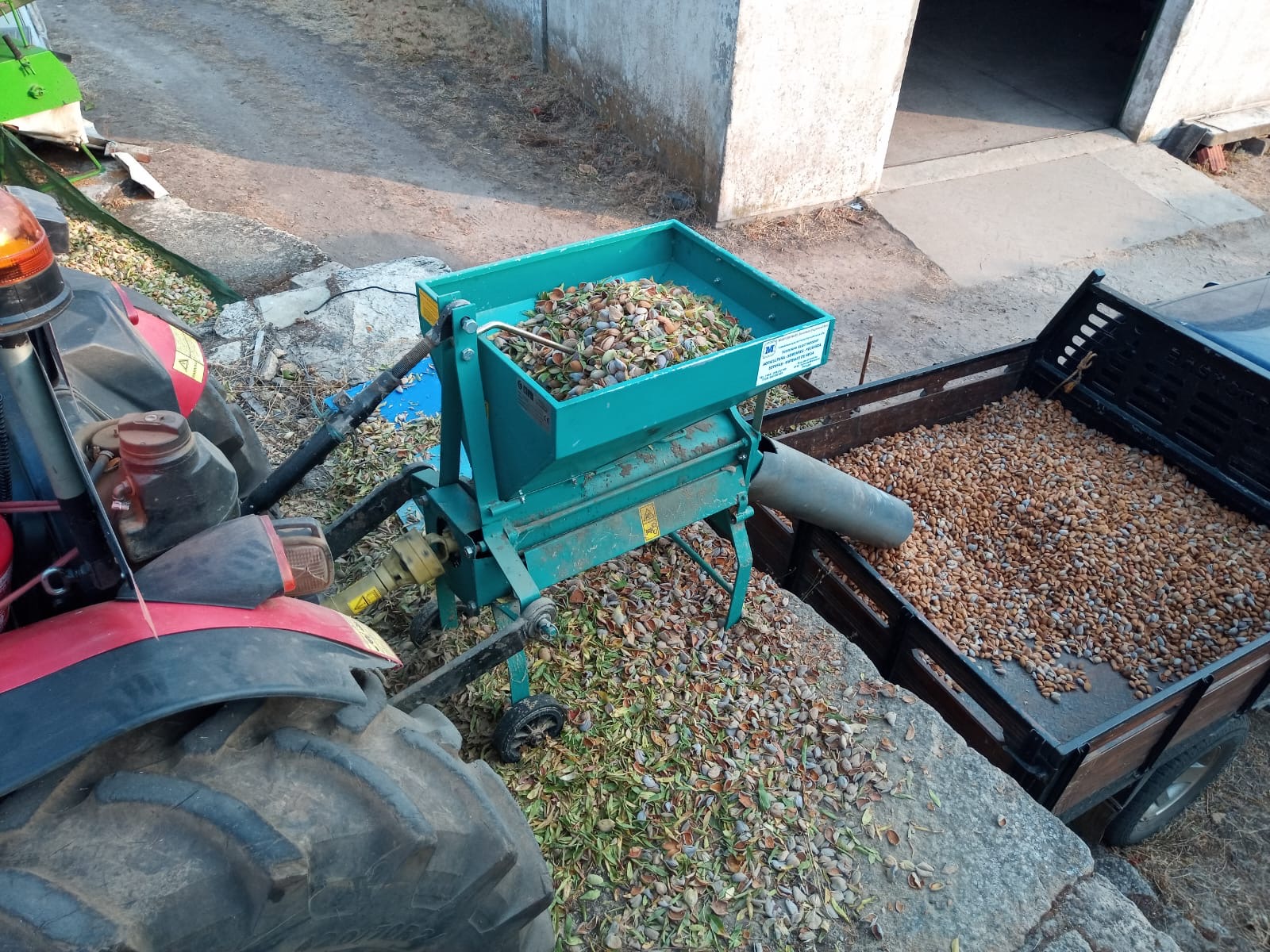 Agricultores começam a abandonar amendoais na região porque muitos nem ganham para a apanha