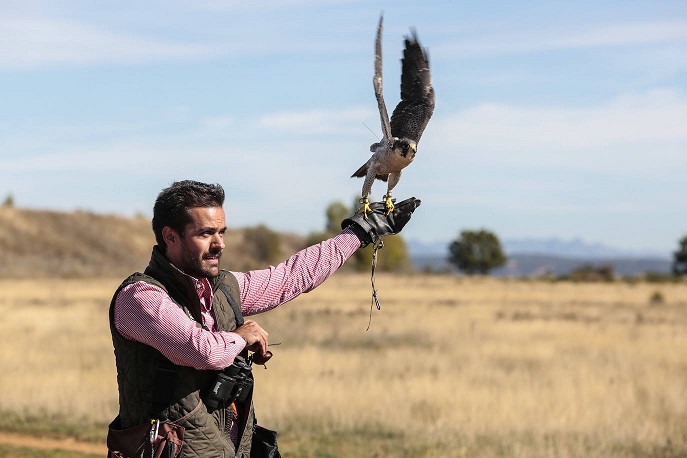 Único falcoeiro de Bragança mantém a arte como “escape” pela “saúde mental”
