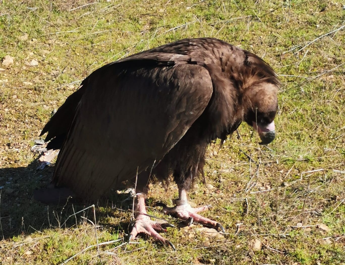 População de abutre-preto mais do que duplica no Douro Internacional com projeto LIFE Aegypius Return