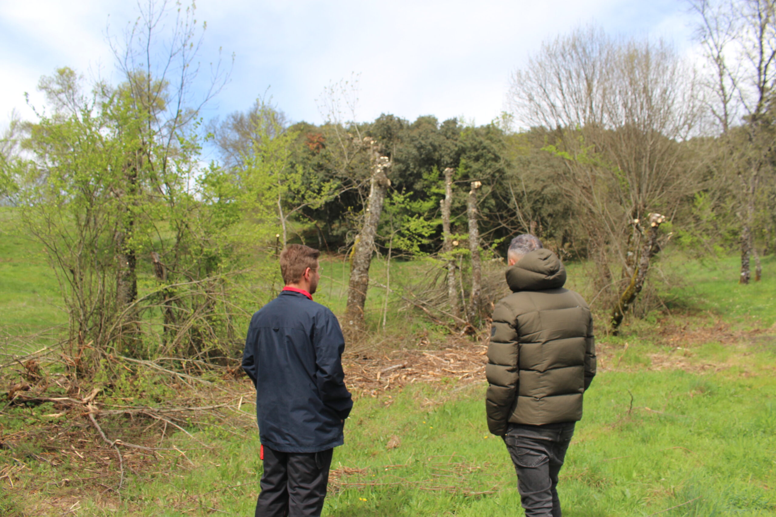 Comunidade de Baldios de Cova de Lua denuncia E-REDES de abate “abusivo” de árvores e critica ICNF