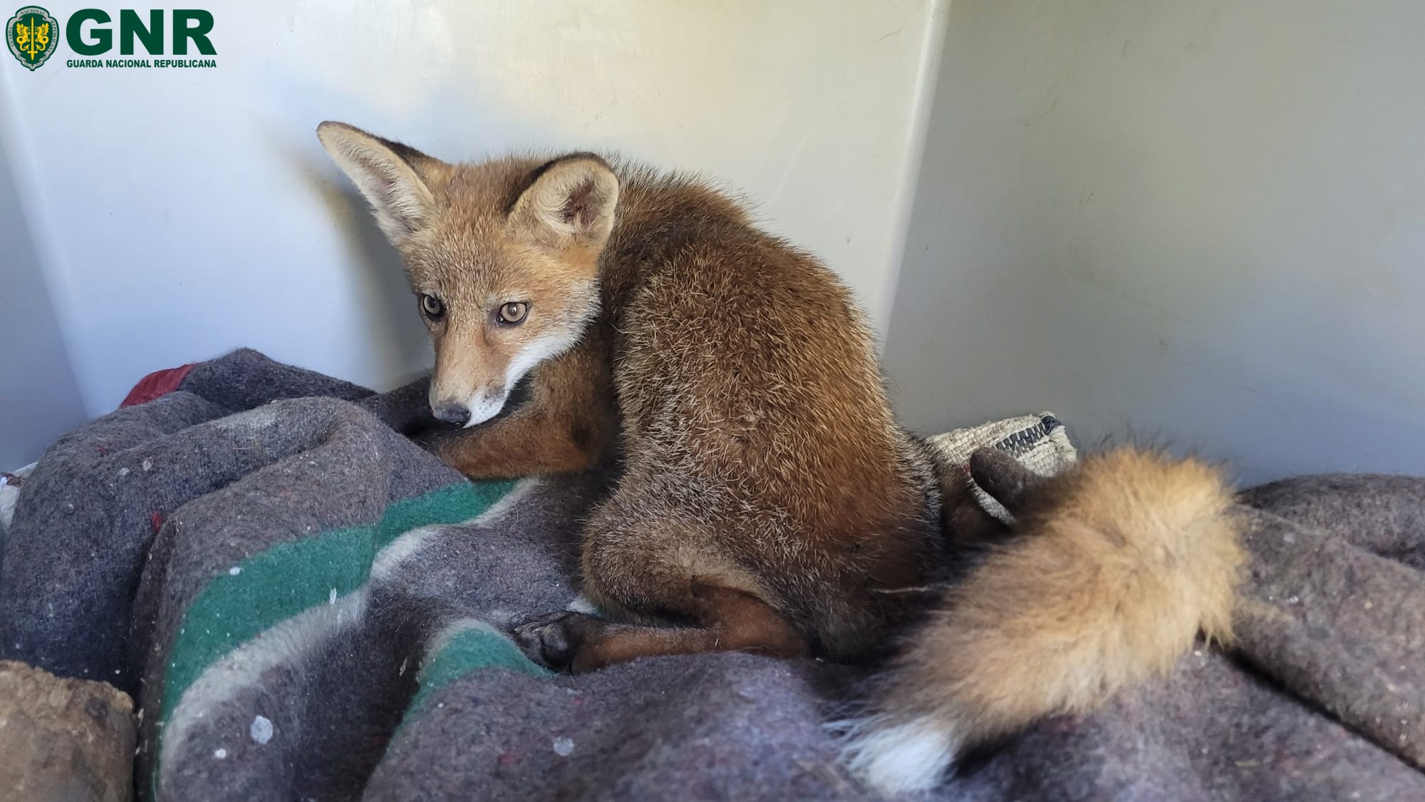 GNR resgata raposa ferida na berma da estrada