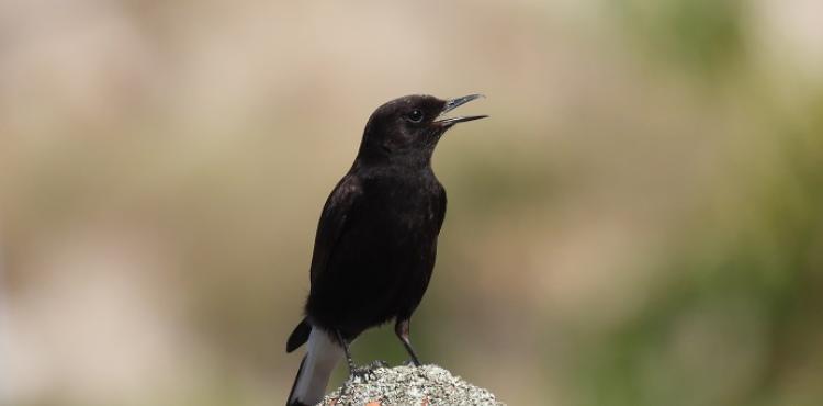 Birdwatching em destaque no Festival do Chasco Preto