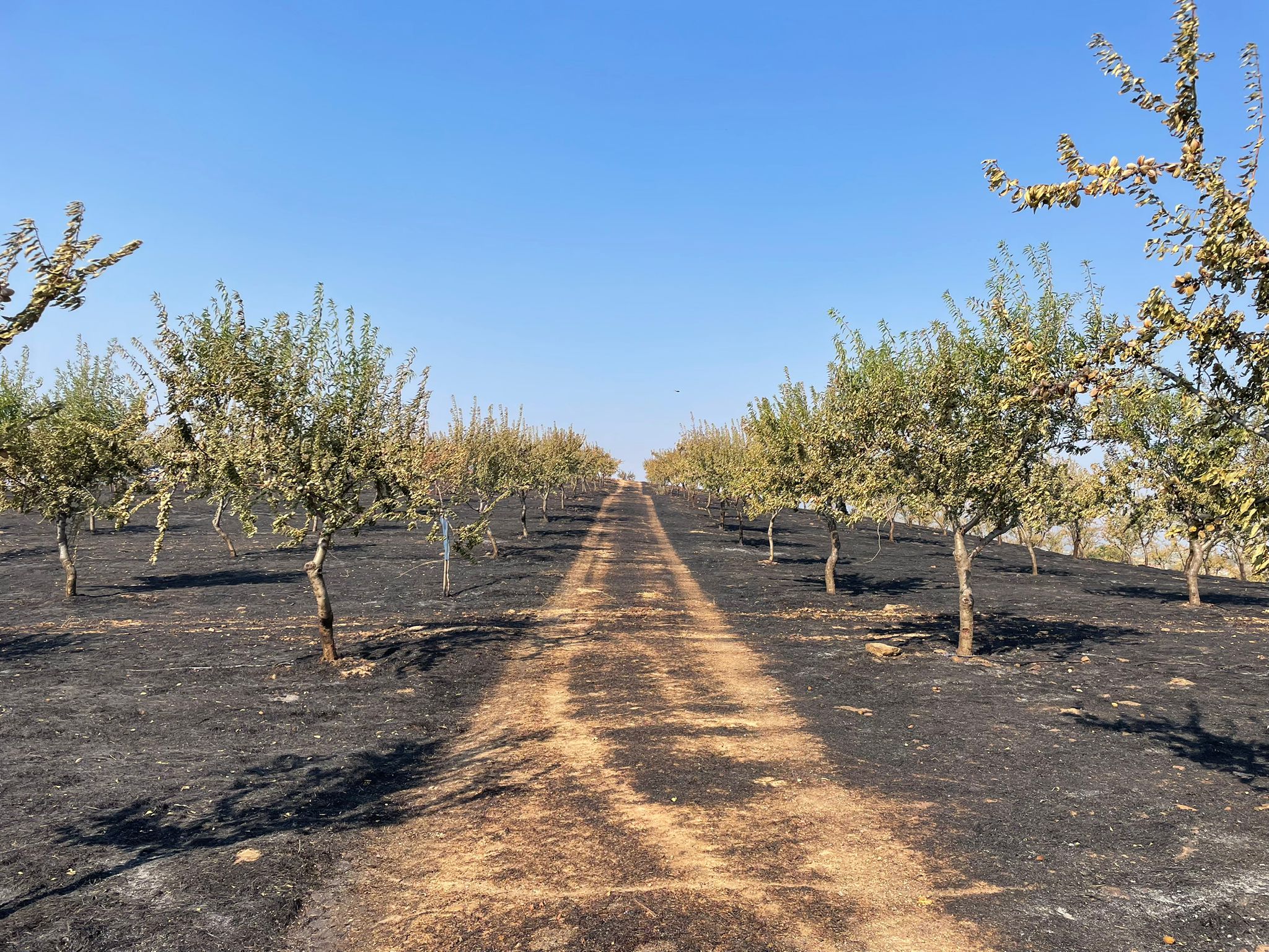 Chamas levaram o sustento de gerações e deixaram a agricultura em Trás-os-Montes de luto