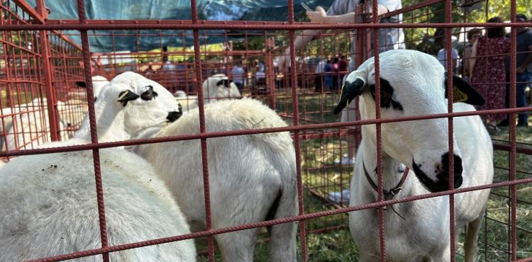 Surto da doença Língua Azul cancela concurso da Ovelha Churra Galega na Feira do Cordeiro de Coelhoso