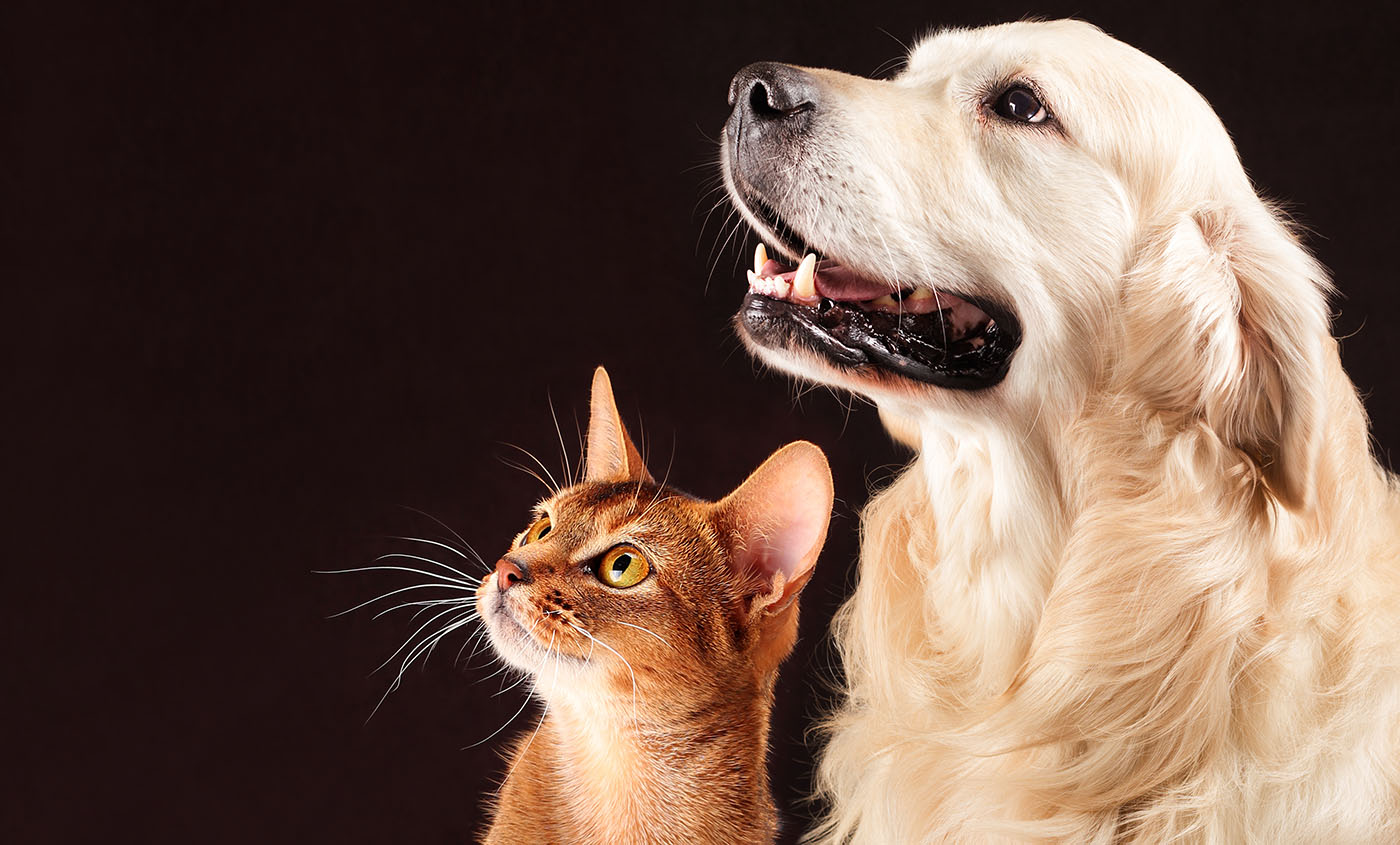 Torre de Moncorvo vai avançar com a construção de um Centro de Recolha Oficial