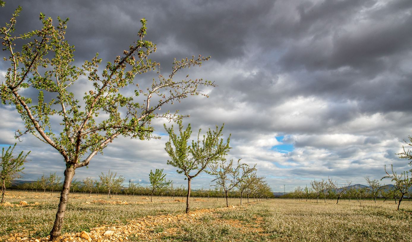 Presidente da APPITAD alerta para impactos negativos na agricultura provocados pelo mau tempo