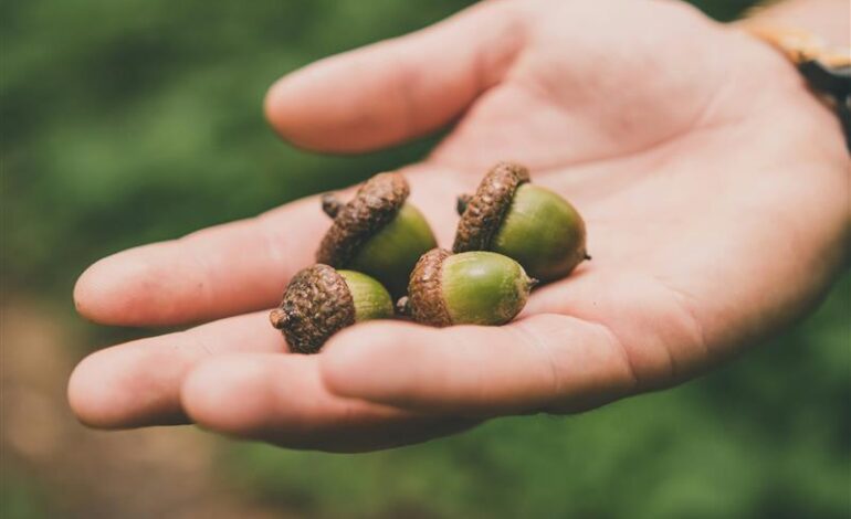 Projeto quer valorizar bolota e reduzir desperdício através de inteligência artificial