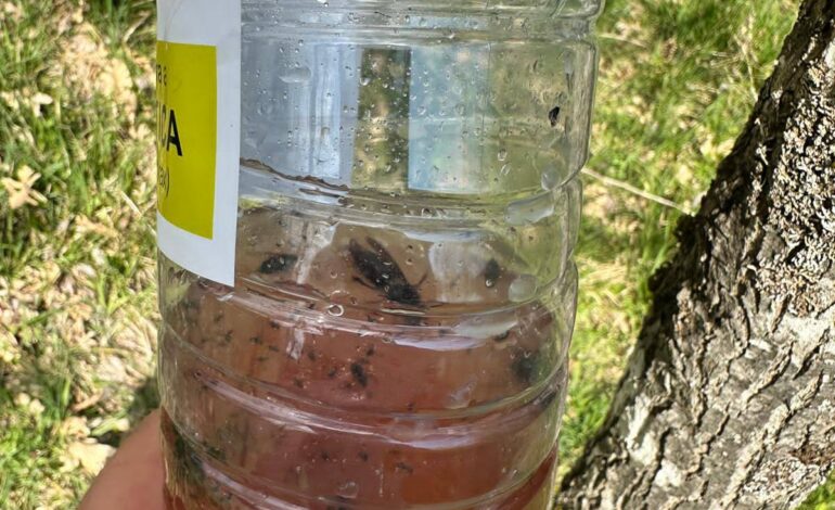 Município de Vinhais reforça combate à vespa asiática com a instalação de 400 armadilhas