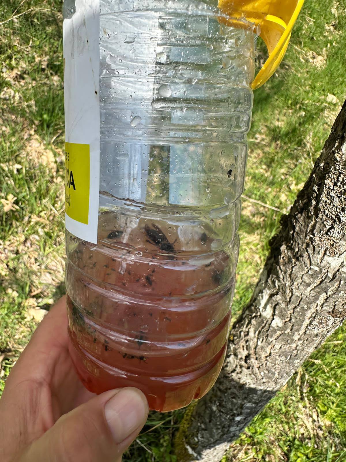 Município de Vinhais reforça combate à vespa asiática com a instalação de 400 armadilhas