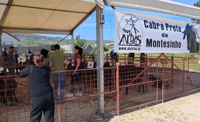 31ª Feira Franca da Moimenta com mais visitantes e expositores