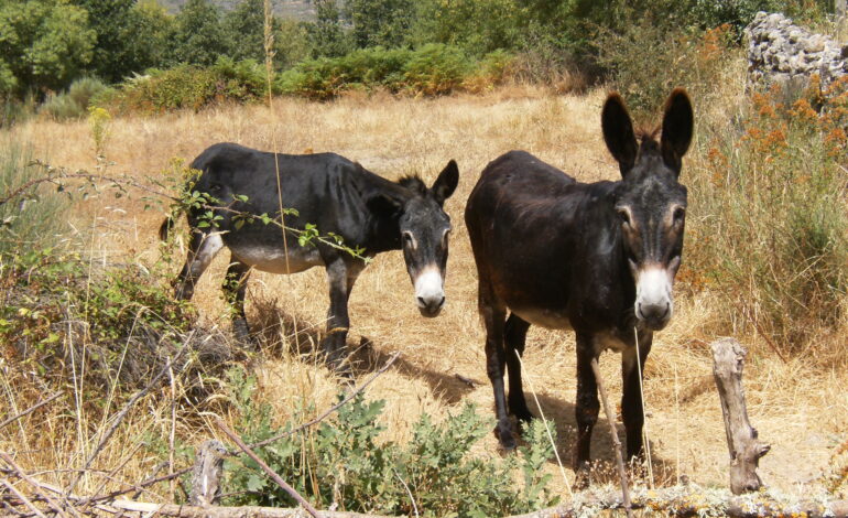 Burros e cavalos utilizados na prevenção de incêndios são o mote para um curso a decorrer no concelho de Vimioso
