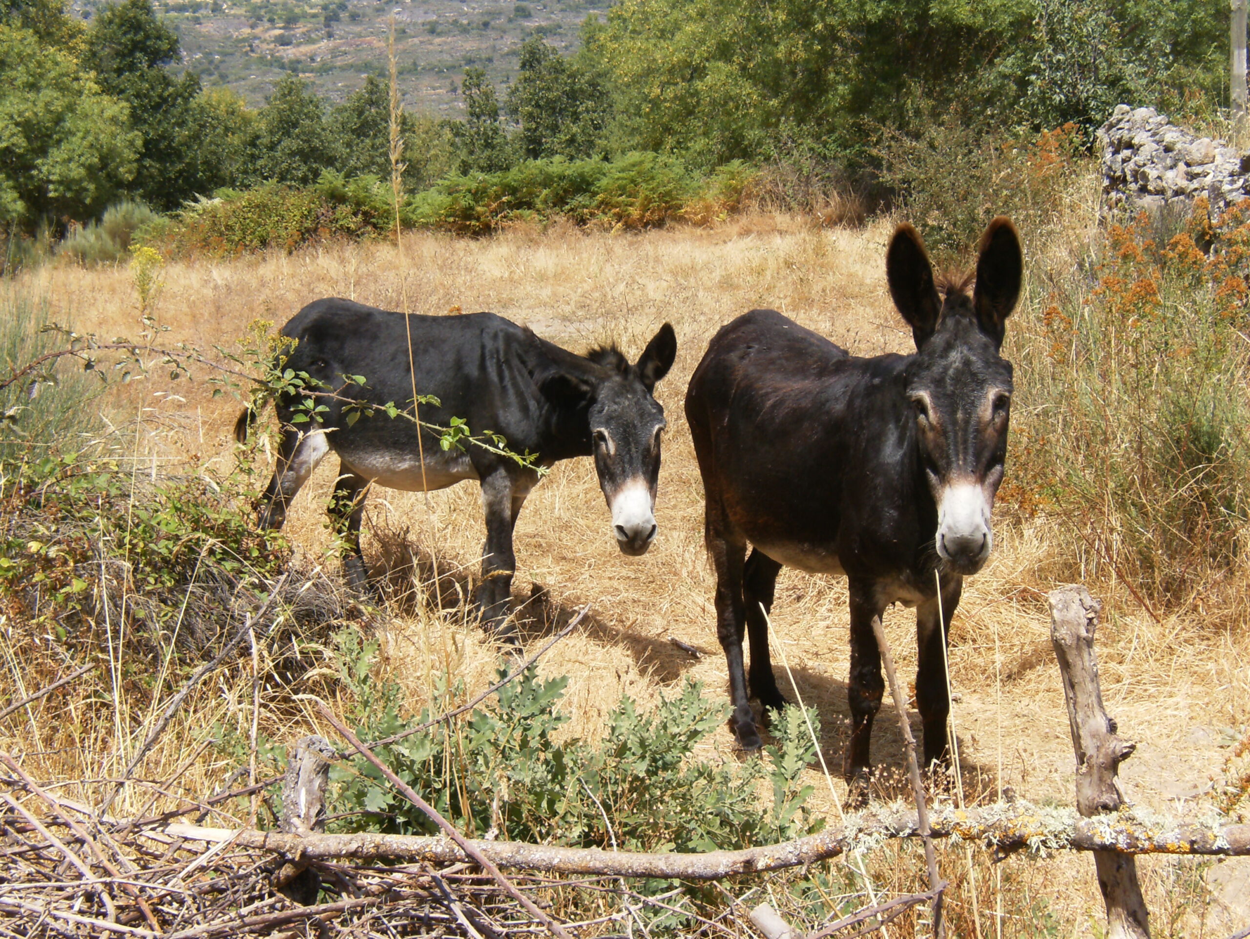 Burros e cavalos utilizados na prevenção de incêndios são o mote para um curso a decorrer no concelho de Vimioso
