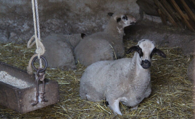 Produtores de cordeiro e cabrito enfrentam cenário de escassez e dificuldades para responder às encomendas nesta Páscoa