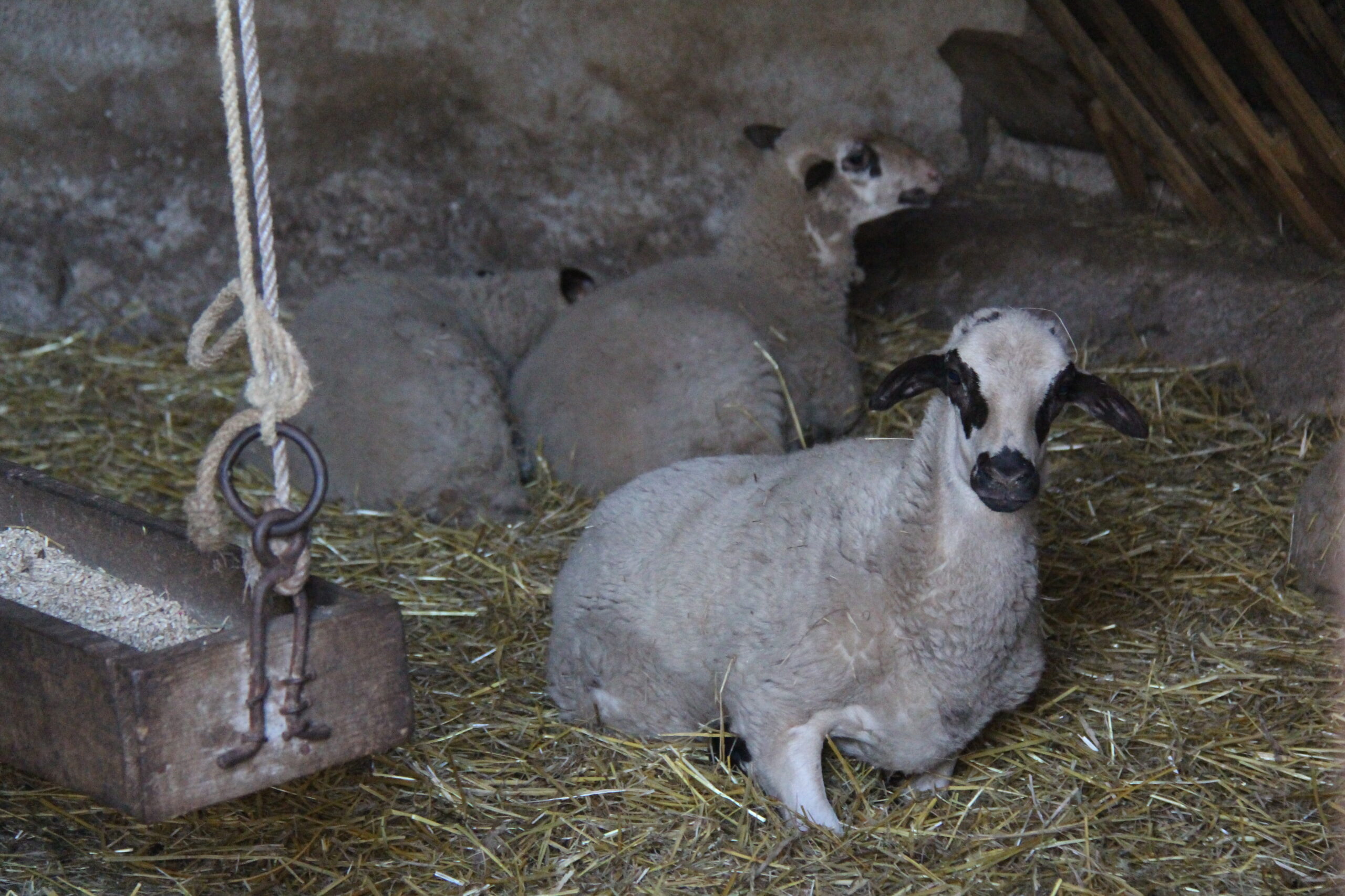 Produtores de cordeiro e cabrito enfrentam cenário de escassez e dificuldades para responder às encomendas nesta Páscoa