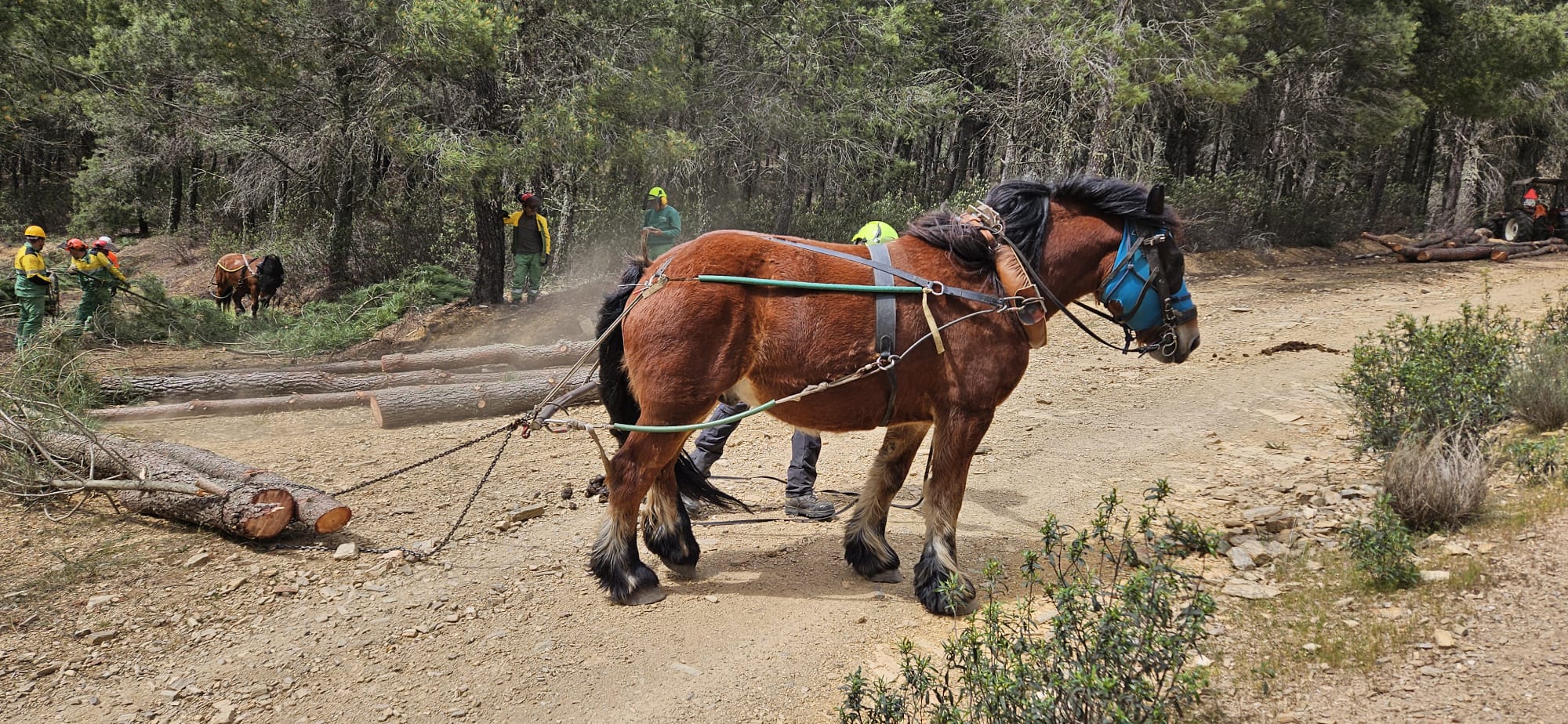 Burros e cavalos utilizados na prevenção de incêndios são o mote para um curso a decorrer no concelho de Vimioso