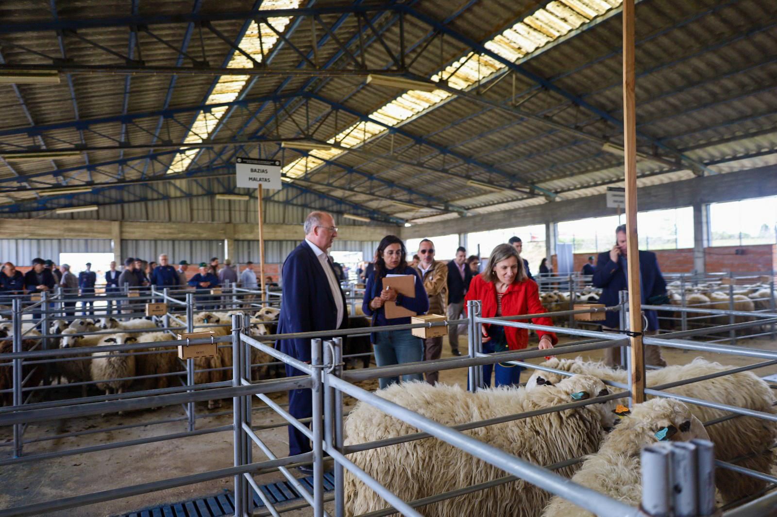 Governo incentiva pastoreio com apoios até 30 mil euros e aposta na redução de combustível