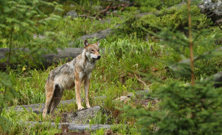 Compensações por ataques de lobo em atraso, mas pagamentos estão “para breve”