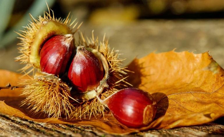 “Ano da Alimentação” coloca produtos de montanha no centro do debate