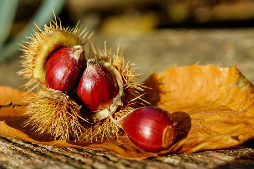 “Ano da Alimentação” coloca produtos de montanha no centro do debate