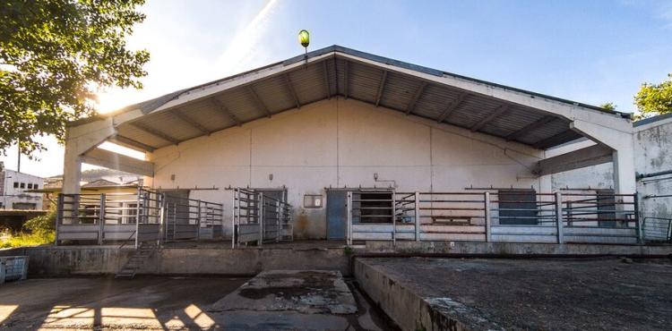 Administração do Matadouro do Cachão vai apresentar plano de recuperação para reverter insolvência