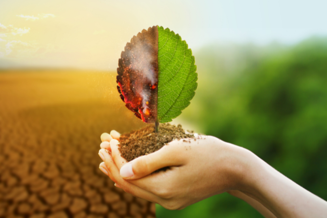 CIM-TTM integra projeto europeu USE4FOREST para prevenir incêndios