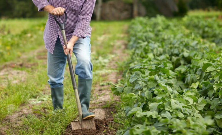 Macedo de Cavaleiros lidera com número de projetos de jovens agricultores no distrito de Bragança
