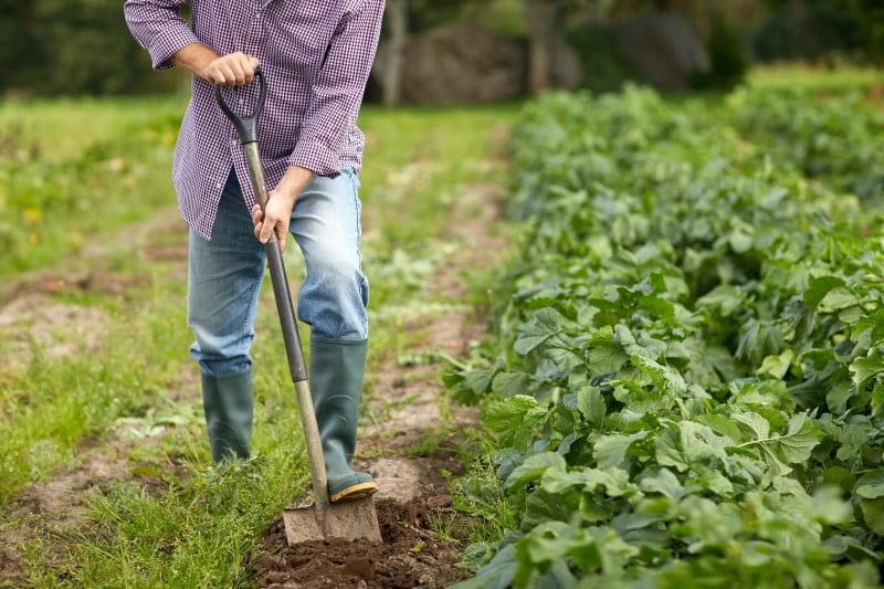 Macedo de Cavaleiros lidera com número de projetos de jovens agricultores no distrito de Bragança