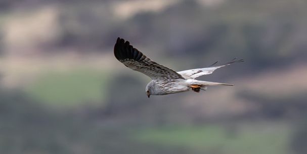 Campanha para salvar tartaranhão-caçador já está no terreno