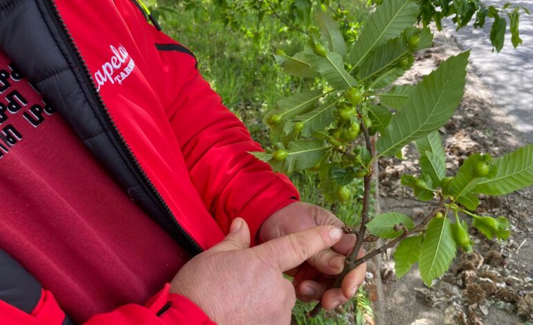 Aumento da vespa das galhas poderá afetar produção de castanha em Bragança