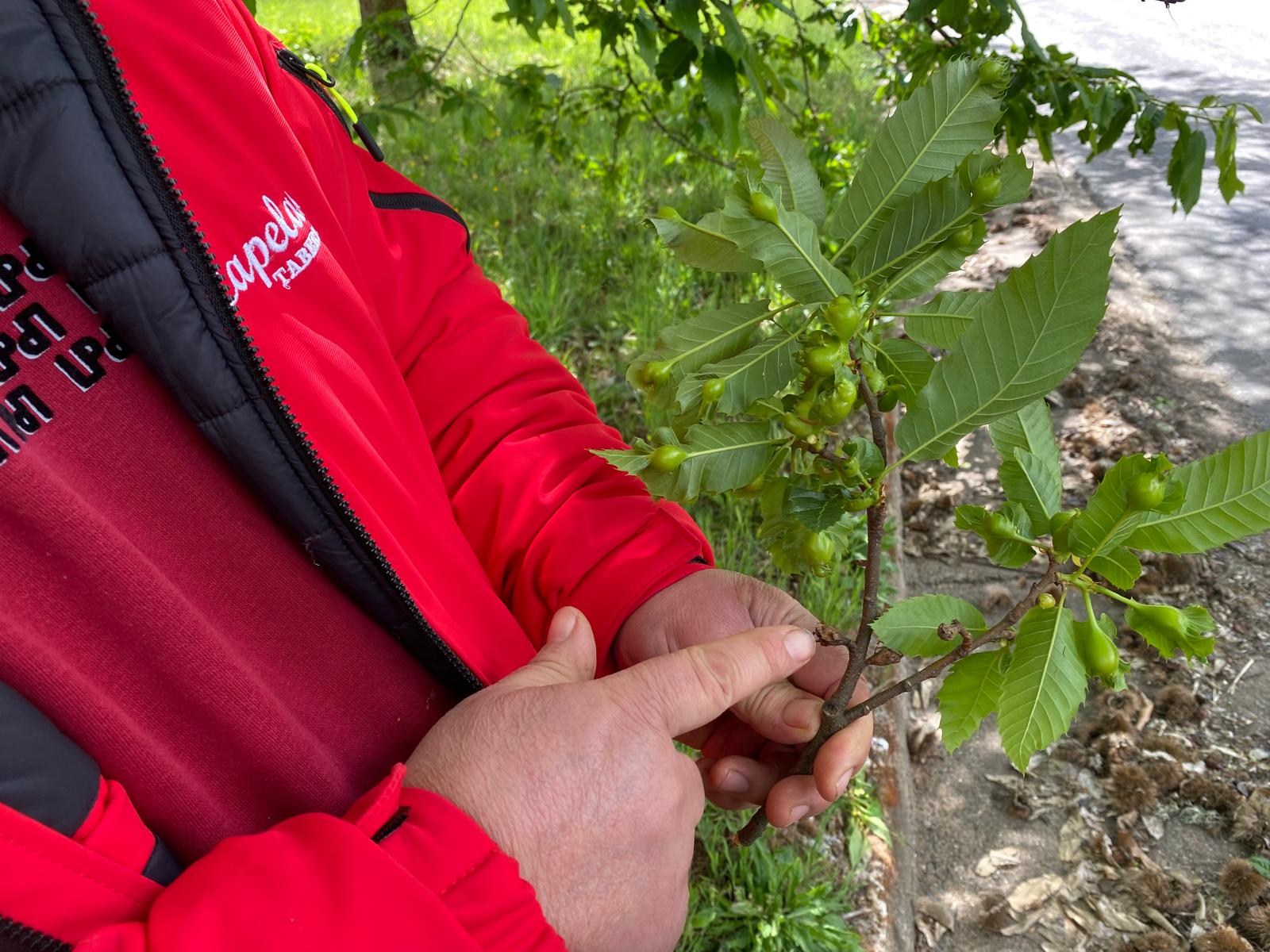 Aumento da vespa das galhas poderá afetar produção de castanha em Bragança