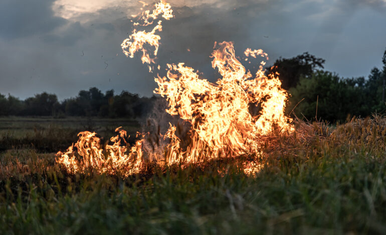 Homem detido pela prática de crime de incêndio florestal em Vinhais